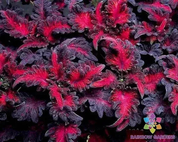 Black Dragon Lulu Coleus Seeds - 25+ Pack | Coleus scutellarioides USA