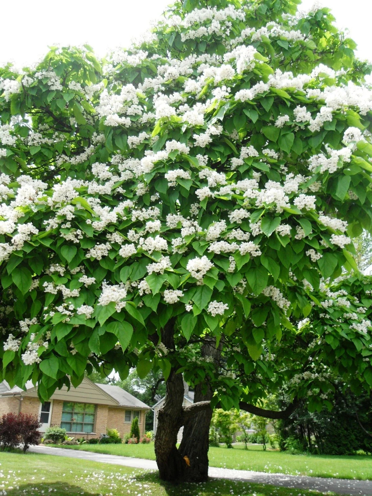 Northern Catalpa Seeds 30 Pack Catalpa speciosa Hardy Tree Seeds for Landscaping and Shade