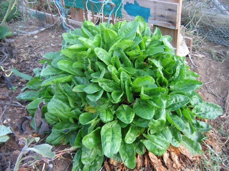 Sorrel Seeds 100 Pack, Rumex acetosa, Edible Herb, Wild Strawberry Flavor, Easy to Grow, Garden & Container Plant