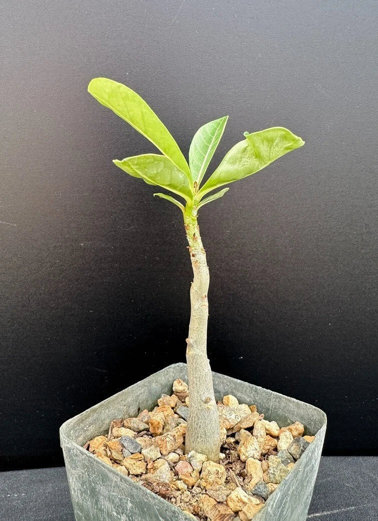 Adenium arabicum x Socotranum Hybrid Succulent Plant in 2.5" Pot - Rare Desert Rose Variety