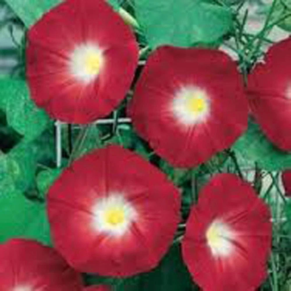 Scarlet O'Hara Morning Glory Seeds - 100+ Ipomoea purpurea Climbing Vine with Deep Red Flowers, Season-Long Blooms, Fast-Growing, Easy Care