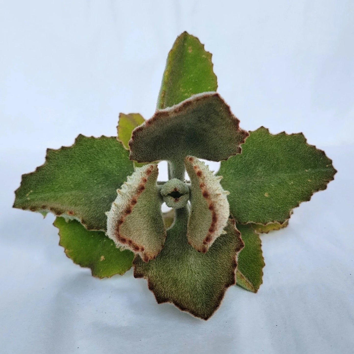Kalanchoe beharensis Fang Cutting - Unique Succulent Propagation Plant for Indoor & Outdoor Use