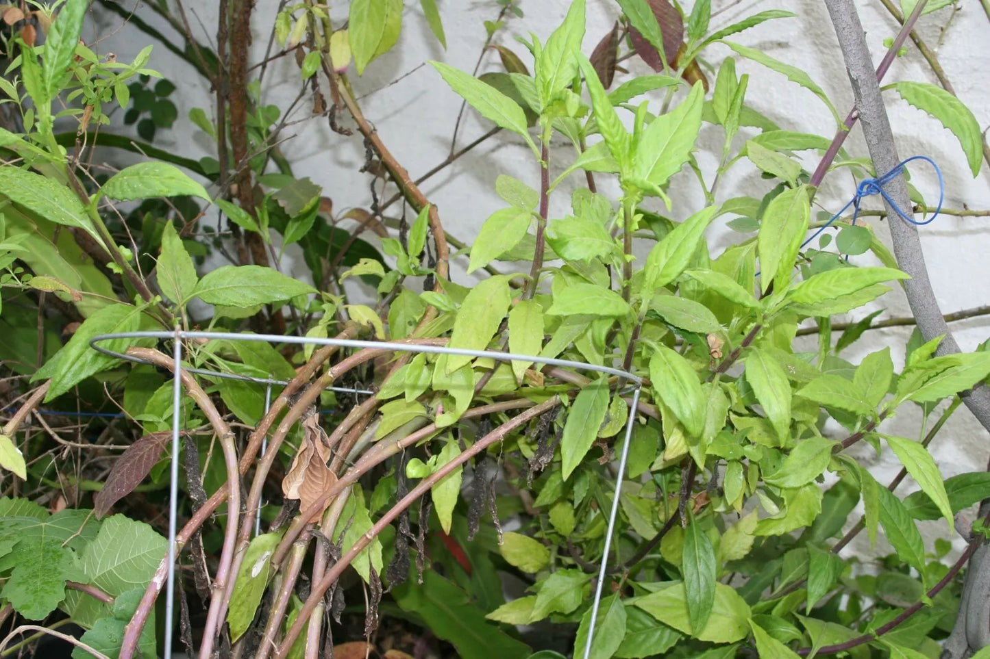 8" Gynura Procumbens Longevity Spinach Cuttings – Edible Perennial Vegetable with Green Leaves