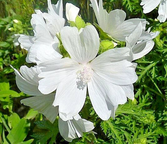 White Musk Mallow Seeds - Malva Moschata Alba - 102 Pack - Easy to Grow Perennial Flower for Gardens
