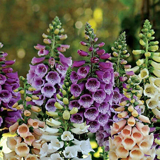 Dwarf Foxglove Seeds FOXY MIX - Digitalis purpurea, Deer Resistant, Biennial, 400 Seeds, Compact, Vibrant Flowers