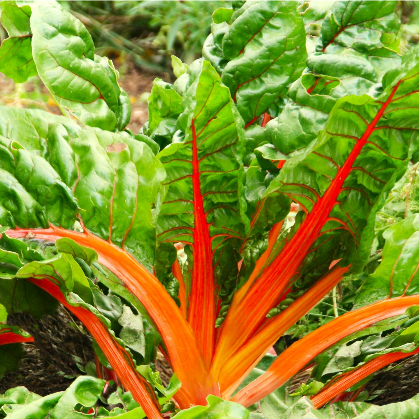 Orange Glory Swiss Chard Seeds - Bright Lights Variety, Golden Yellow, Beta vulgaris subsp. vulgaris, Pack of Seeds