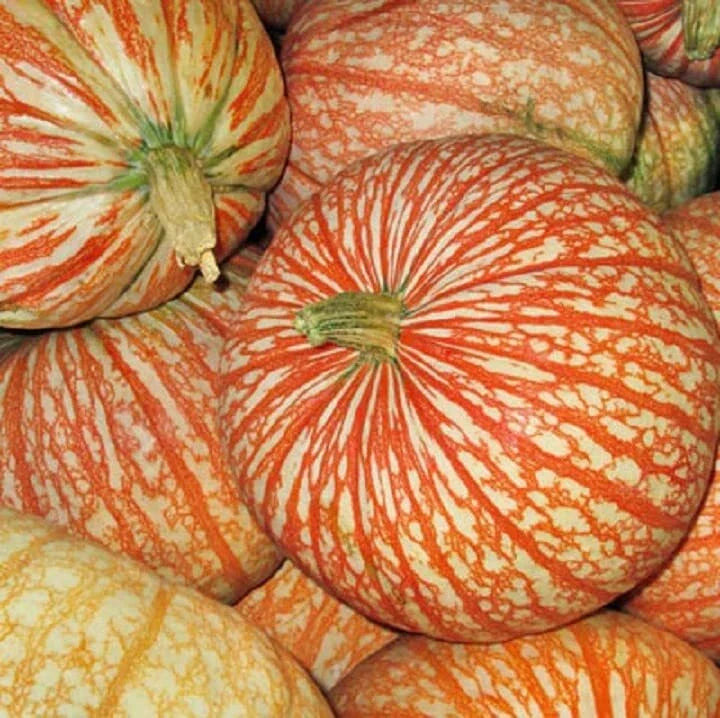 Rare One Too Many Pumpkin Seeds - Exotic Striped Cucurbita pepo, Vining, 10 Seeds