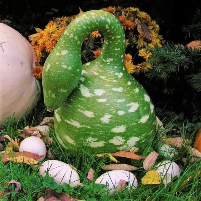 Gooseneck Bottle Gourd Seeds - Heirloom Non-GMO Cucurbita pepo for Gardening, Decoration & Culinary Use, USA Seller, Free Shipping