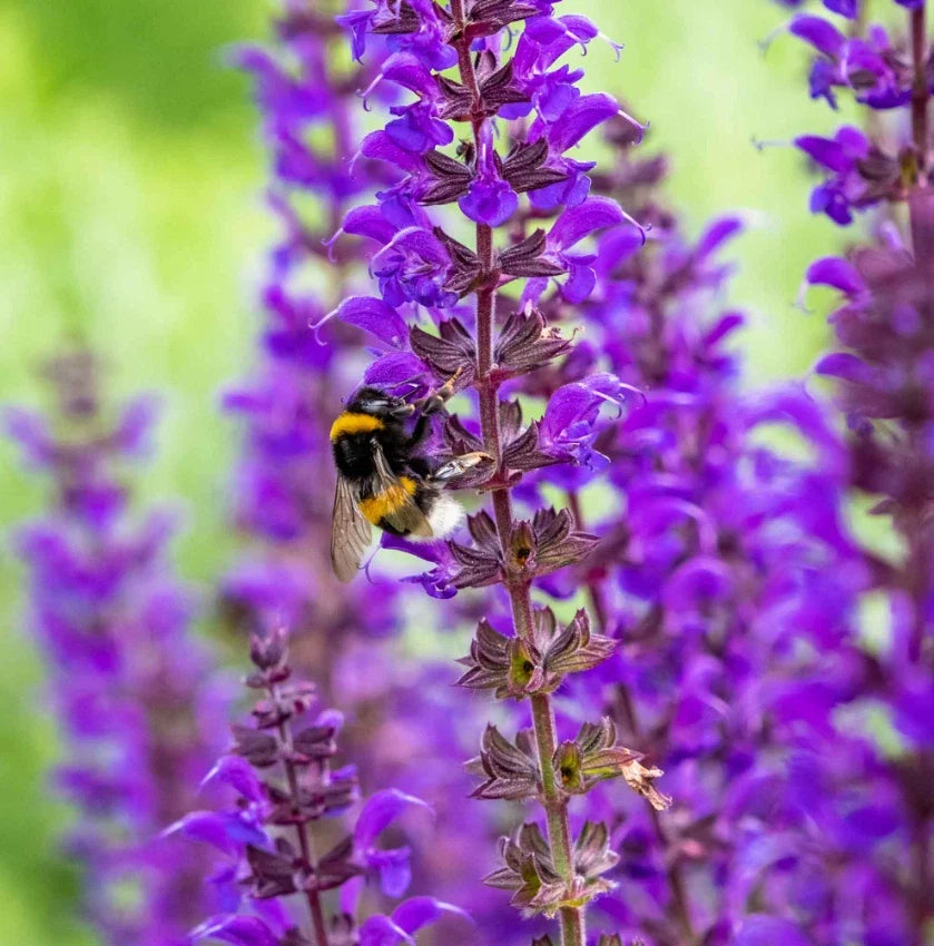 Salvia Meadow Sage Seeds - Blue Purple Perennial, Attracts Bees & Hummingbirds, 200+ Seeds, Salvia nemorosa