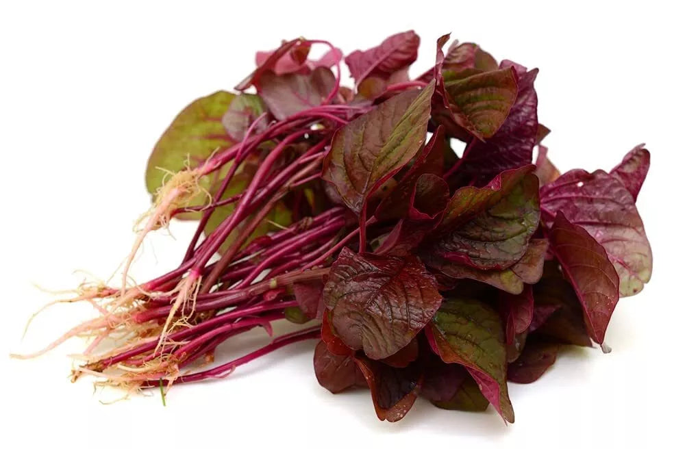 Red Spinach Seeds - 500+ Heirloom Amaranthus cruentus for Garden, Container, or Edible Foliage
