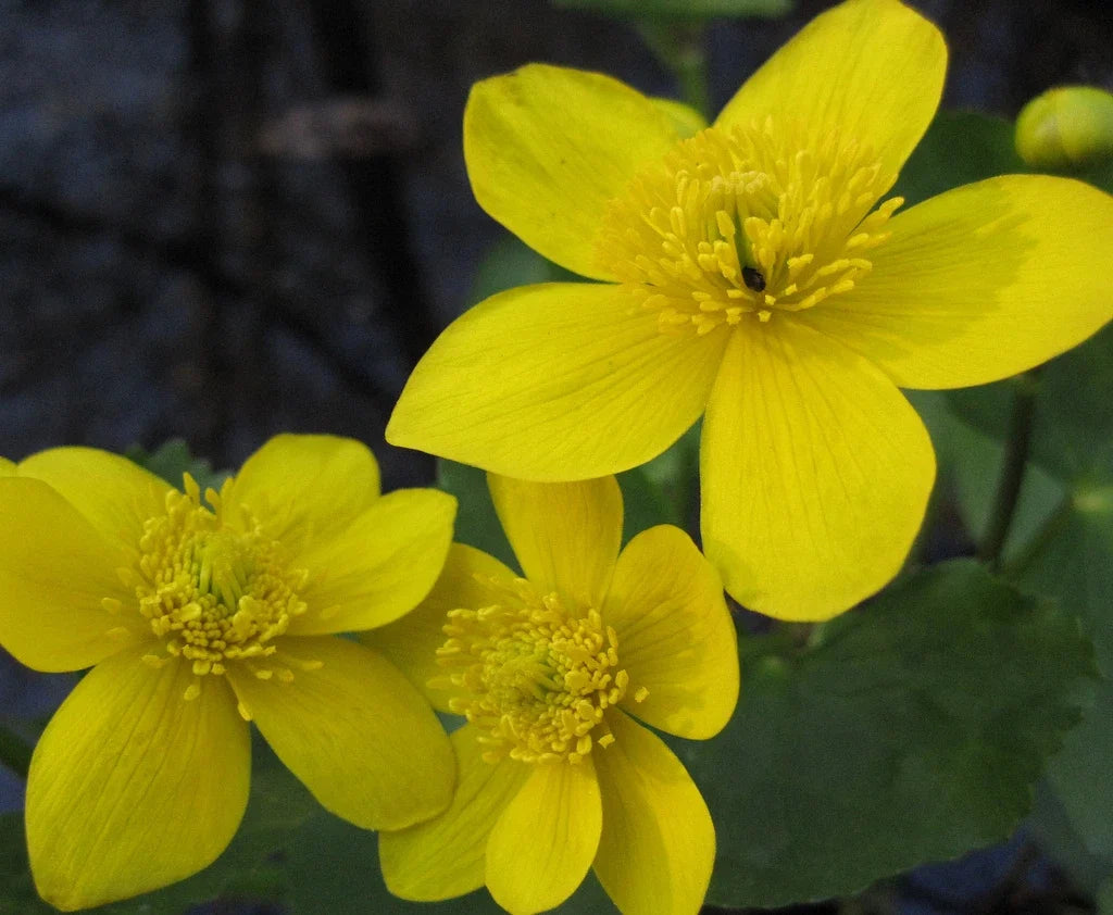 Marigold Seeds - Swamp Yellow - Tagetes erecta - Annual Flower for Garden, Borders, Containers
