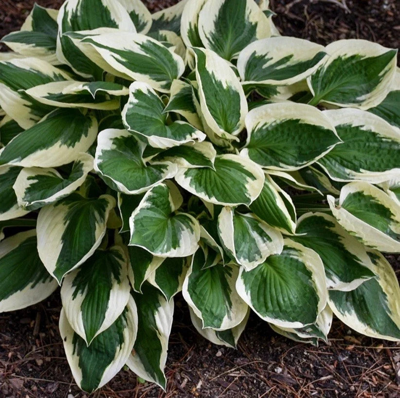 Hosta Patriot Bare Root Plant - Medium Clumping Perennial with Green & White Foliage - Shade Tolerant Garden Plant