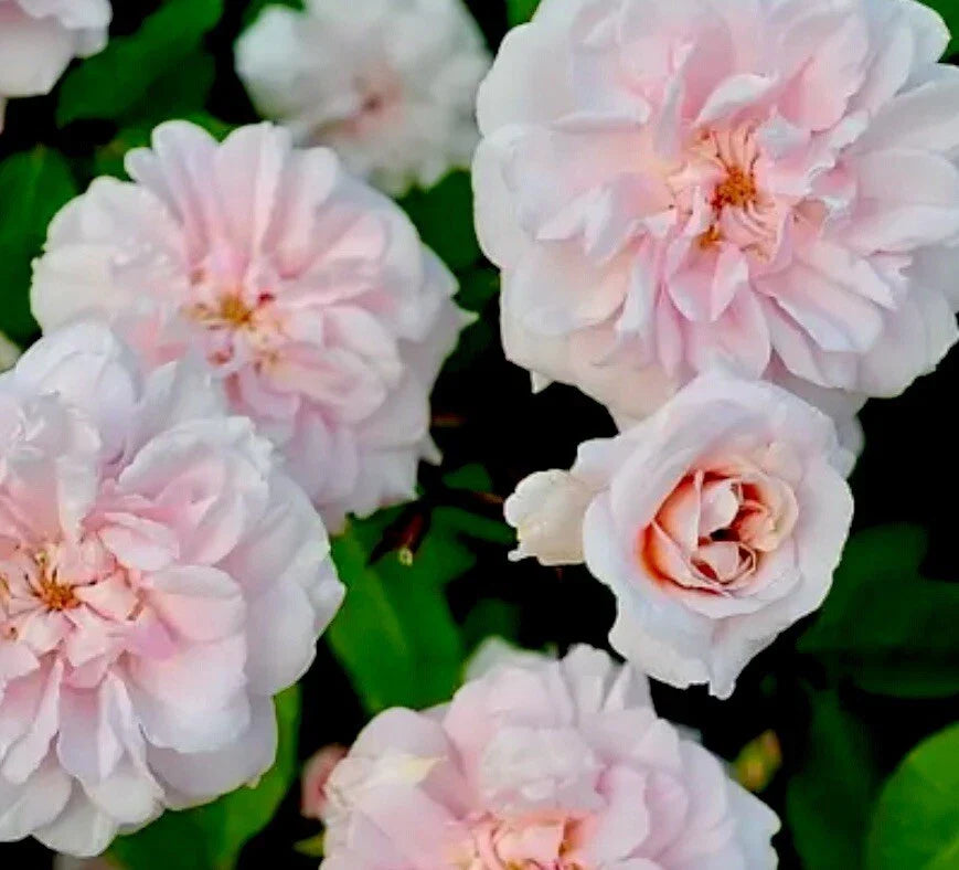 Heirloom Rose Cuttings - 16 Cecile Brunner Pink Fragrant Bushes Rosa ceciliae Gardening Plants