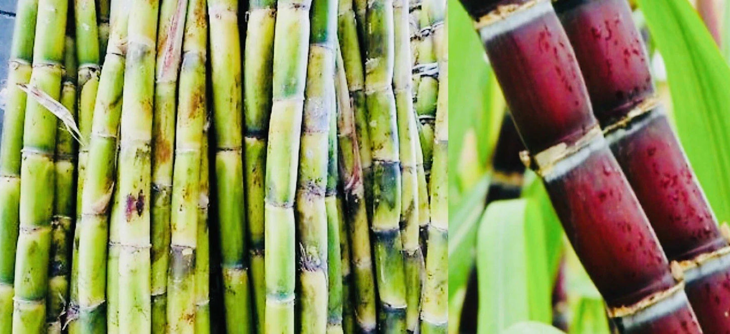 Fresh Cut Sugar Cane Sticks 4 Pack - Saccharum officinarum, Green or Purple, Non-GMO, Planting & Snacking