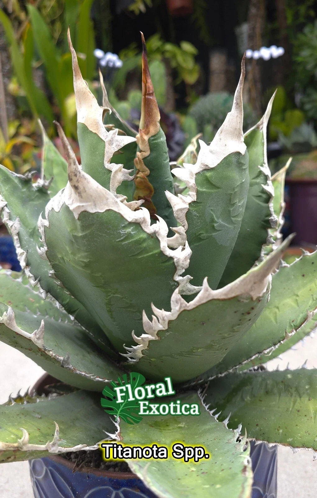 Agave Titanota Pups - Starter Succulent Plants - Rare Agave titanota Varieties for Indoor & Outdoor Gardening