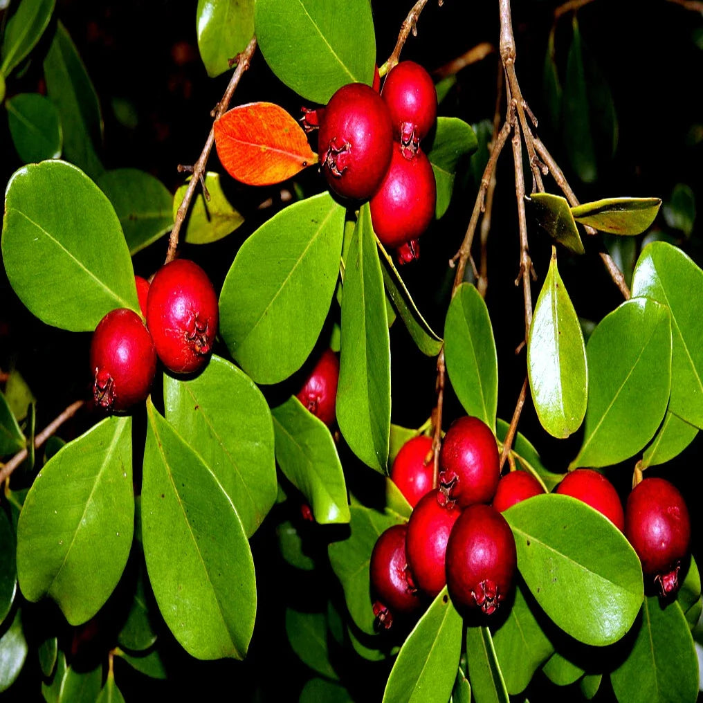 Strawberry Guava Tree Seeds, Edible Fruit, Psidium cattleianum, Tropical Garden Plant, 50 Seeds