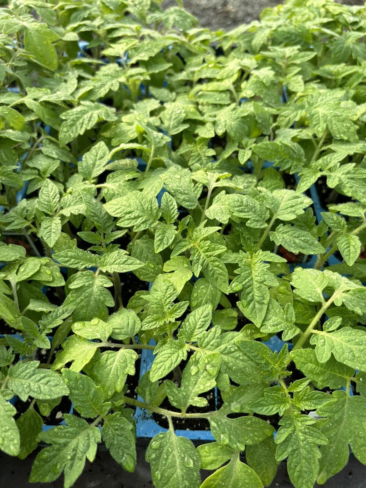 Lot of 3 Live Roma Tomato Plants, 6-10 Inches, Solanum lycopersicum, 60+ Days Old for Home Gardening
