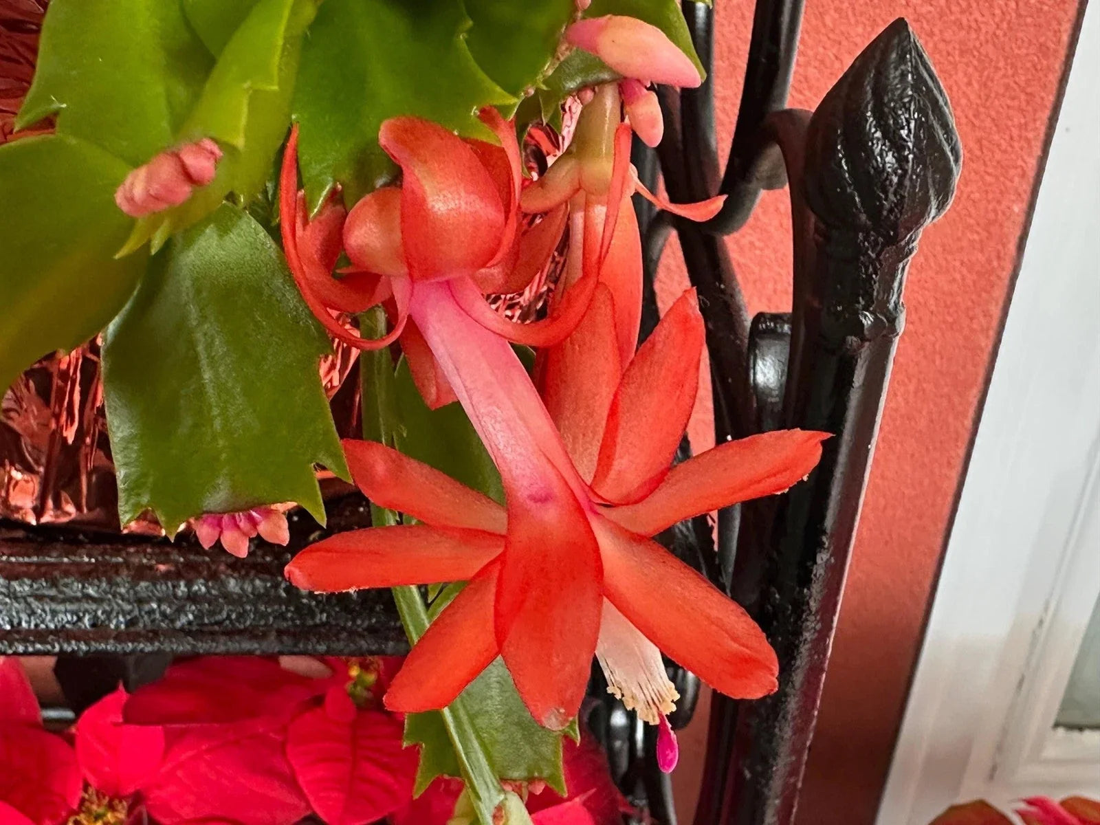 Unrooted Cuttings - Orange Thanksgiving/Christmas Cactus Schlumbergera truncata for Propagation