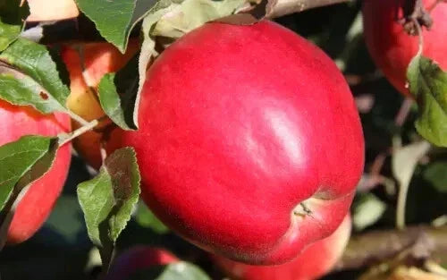State Fair Apple Seeds - Heirloom Malus domestica for Backyard Garden Planting, 25+ Seeds