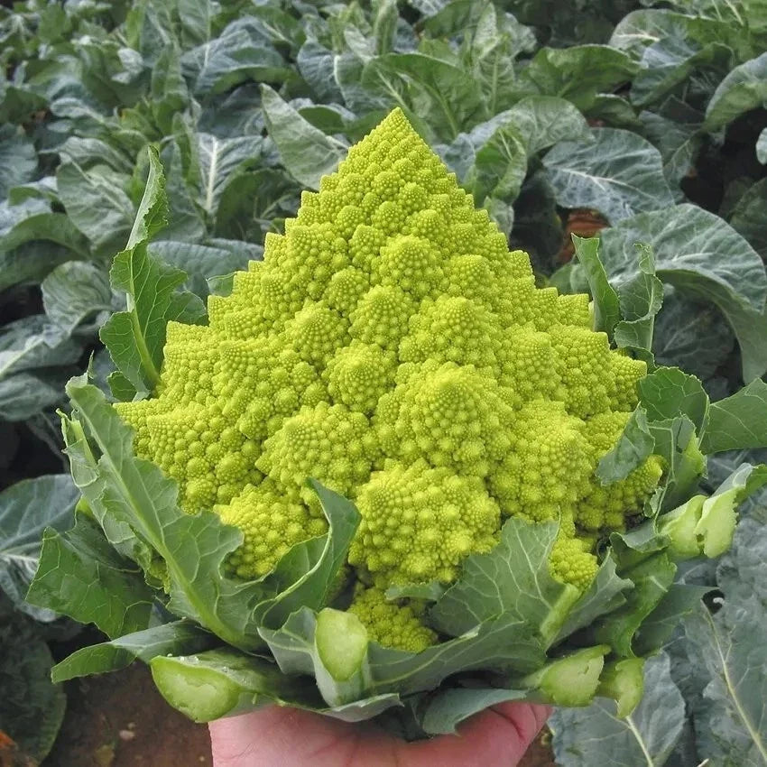 Romanesco Broccoli Seeds - Organic, Non-GMO, Heirloom, Fractal-Shaped Vegetable Seeds for Gardening