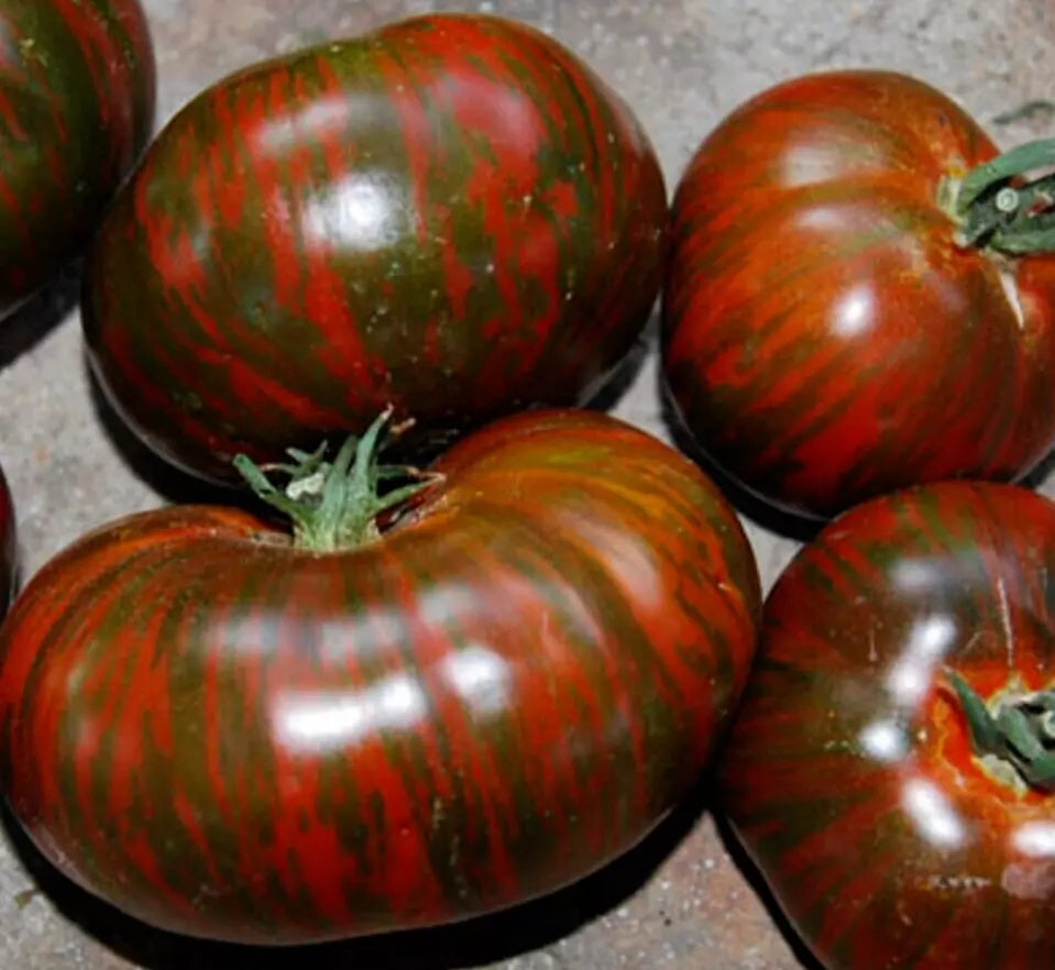 Chocolate Stripes Tomato Seeds - 50+ Indeterminate Heirloom Vegetable Seeds, Solanum lycopersicum