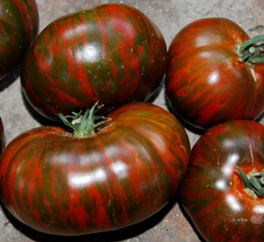 Chocolate Stripes Tomato Seeds - 50+ Indeterminate Heirloom Vegetable Seeds, Solanum lycopersicum