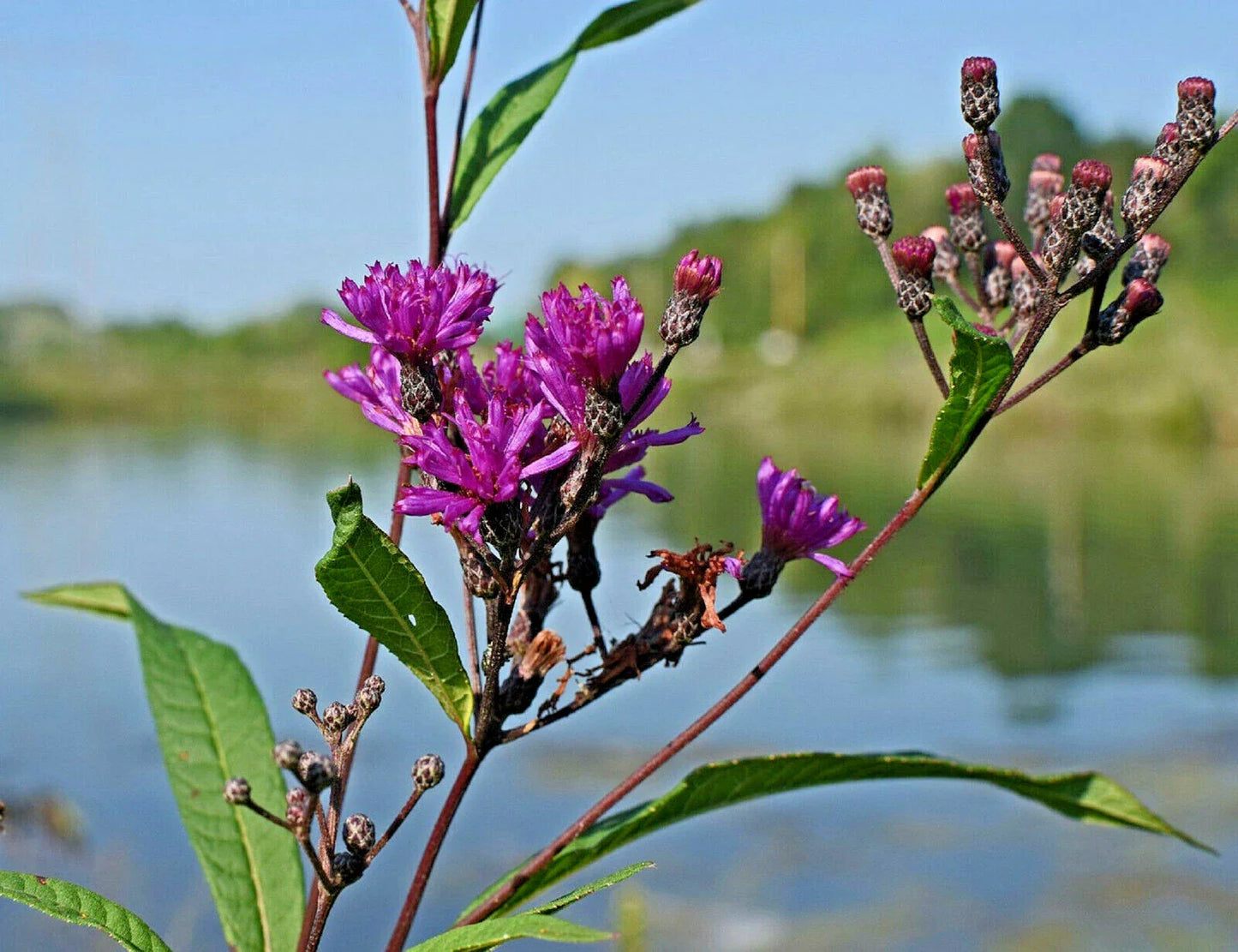 Ironweed Medicinal Herb Seeds - 200 Pack Vernonia fasciculata Purple Flowers