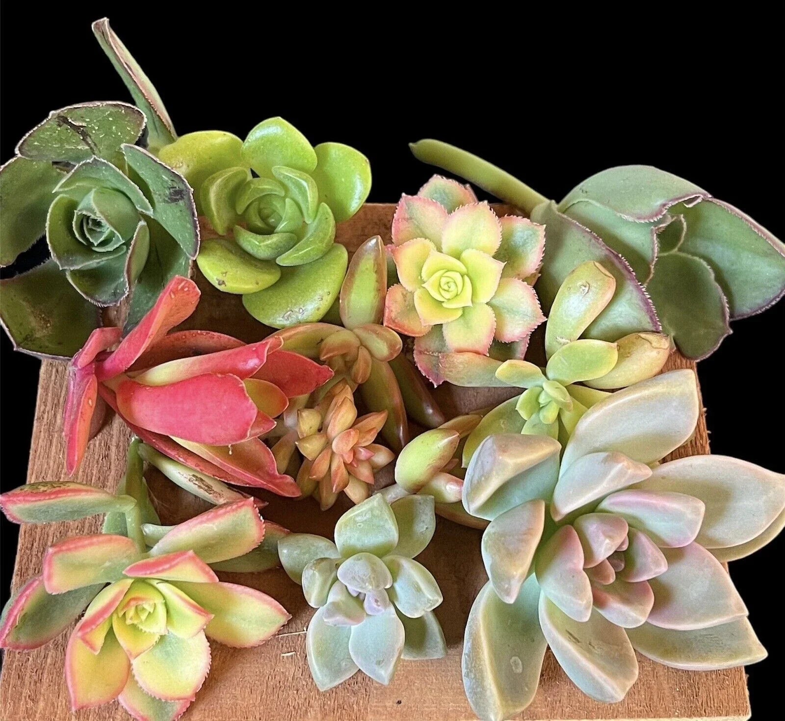Succulent Cuttings Box – Mixed Assorted Varieties, Echeveria, Sedum, Crassula – Over 20 Healthy Plant Clippings