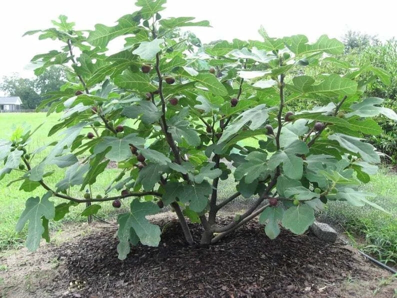 Chicago Hardy Fig Live Plant 4-Inch Pot Ficus carica Edible Fruit Container Tree Hardy Zone 5-11