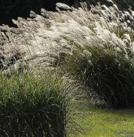 Chinese Silver Grass Seeds - 100 Pack - Miscanthus sinensis Ornamental Grass for Garden & Landscape