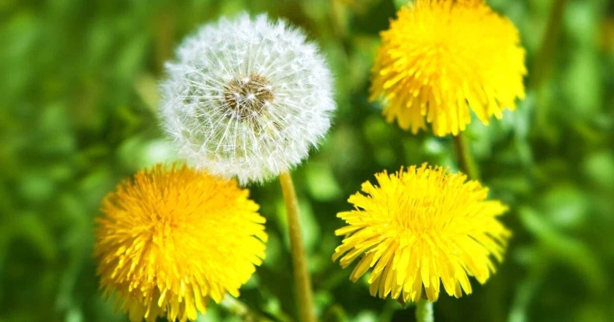 Dandelion Seeds Bulk Pack 500+ Taraxacum officinale Wildflower Garden Seeds for Pollinators & Natural Lawn