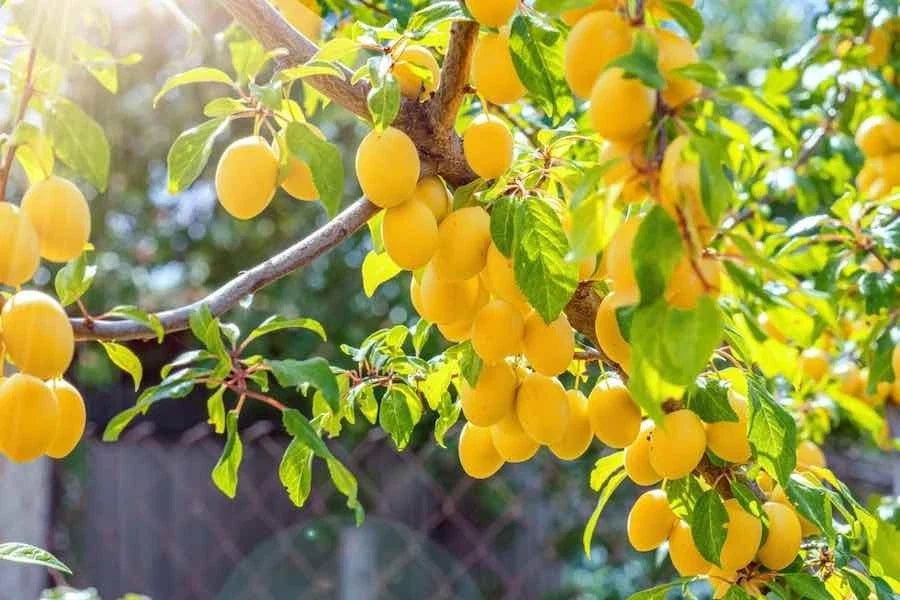 Yellow Plum Tree - Rooted Tree for Small Gardens - Prunus domestica var. syriaca - Juicy Yellow Plums