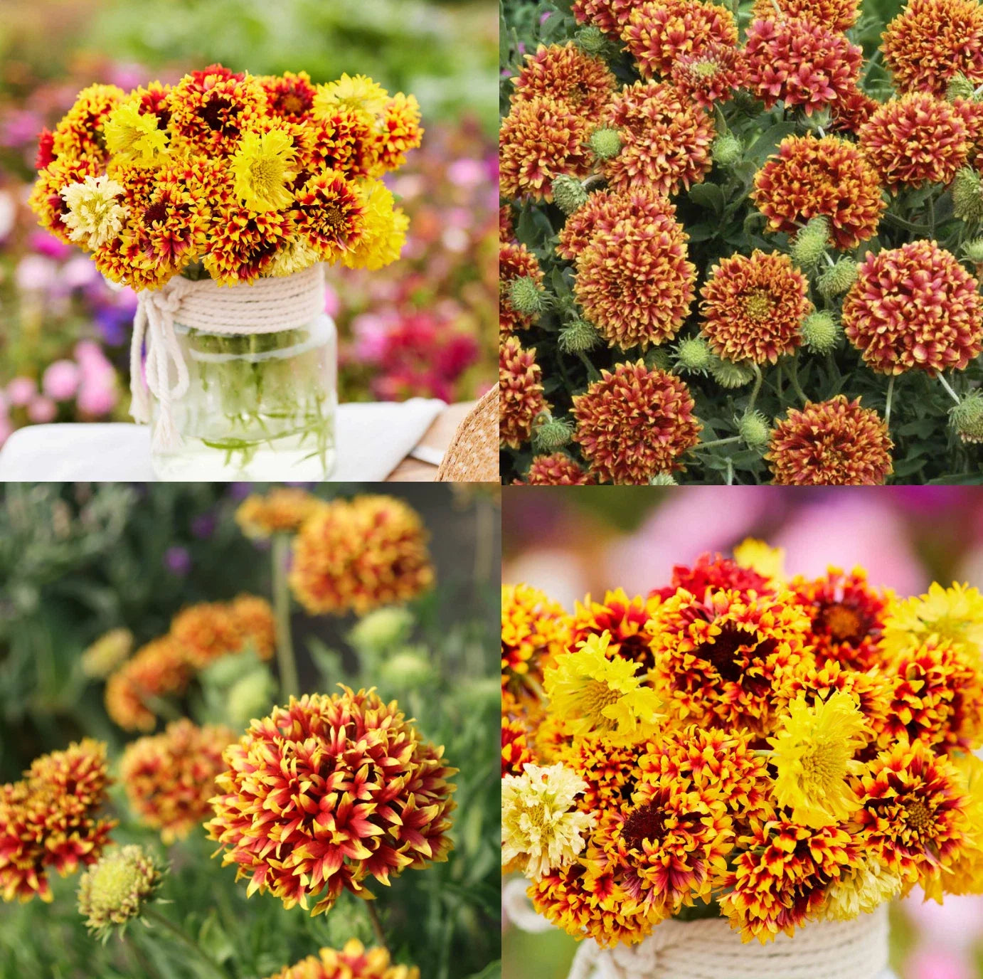 Blanket Flower Seeds - Bi-Color Sundance Gaillardia aristata - Native Wildflower for Pollinators, Drought Tolerant, 50 Seeds