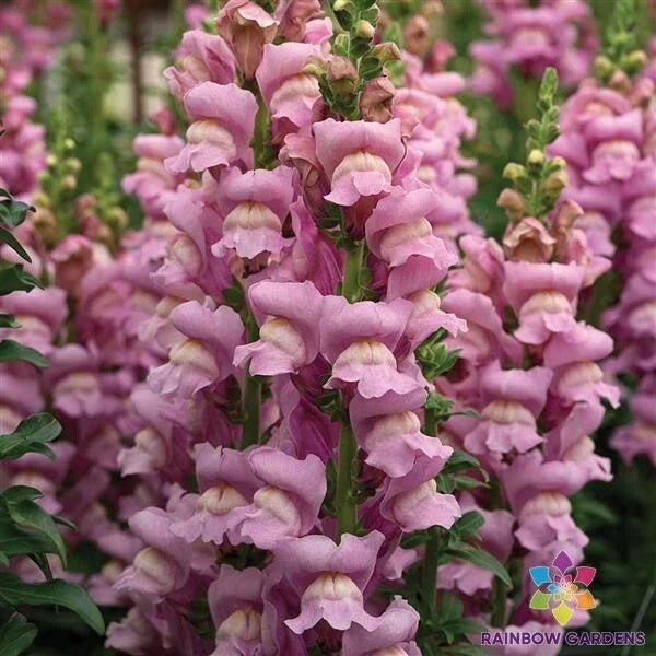 Snapdragon Seeds - 1000+ Opus Lavender Antirrhinum majus Garden Flower Seeds for Borders & Containers