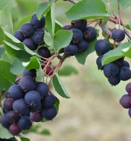 Edible Serviceberry Plant - Allegheny Variety, Self-Pollinating, Amelanchier laevis, 1-2ft Bare Root Tree for Zones 4-8
