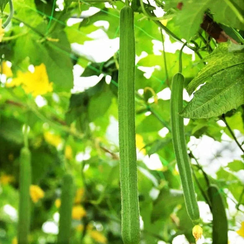 Emerald Smooth Luffa Gourd Seeds - Long Hybrid Sponge, Luffa aegyptiaca, Climbing Vine, Non-GMO, for Home Gardening & Crafting