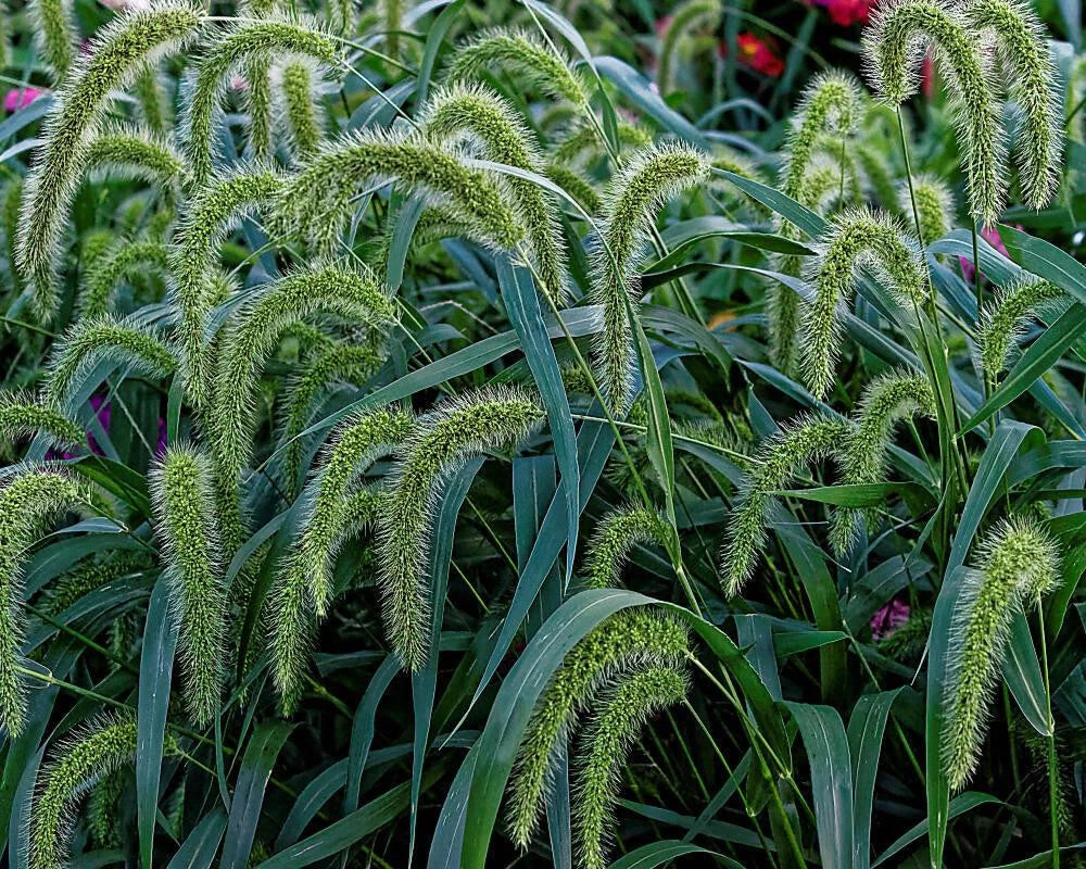 Setaria Faberii Seeds - 500+ Premium Bristle Grass for Garden, Landscape, Ornamental, Drought-Tolerant, Fast-Germinating