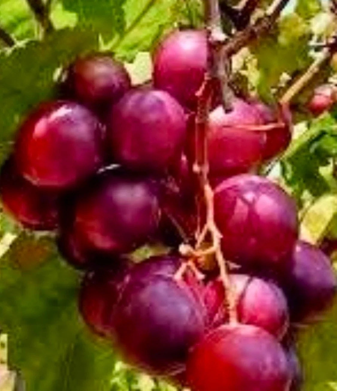 Muscadine Red Ruby Croc Cuttings - 20 Fresh Green Vitis rotundifolia Cloning Material for Vine Propagation