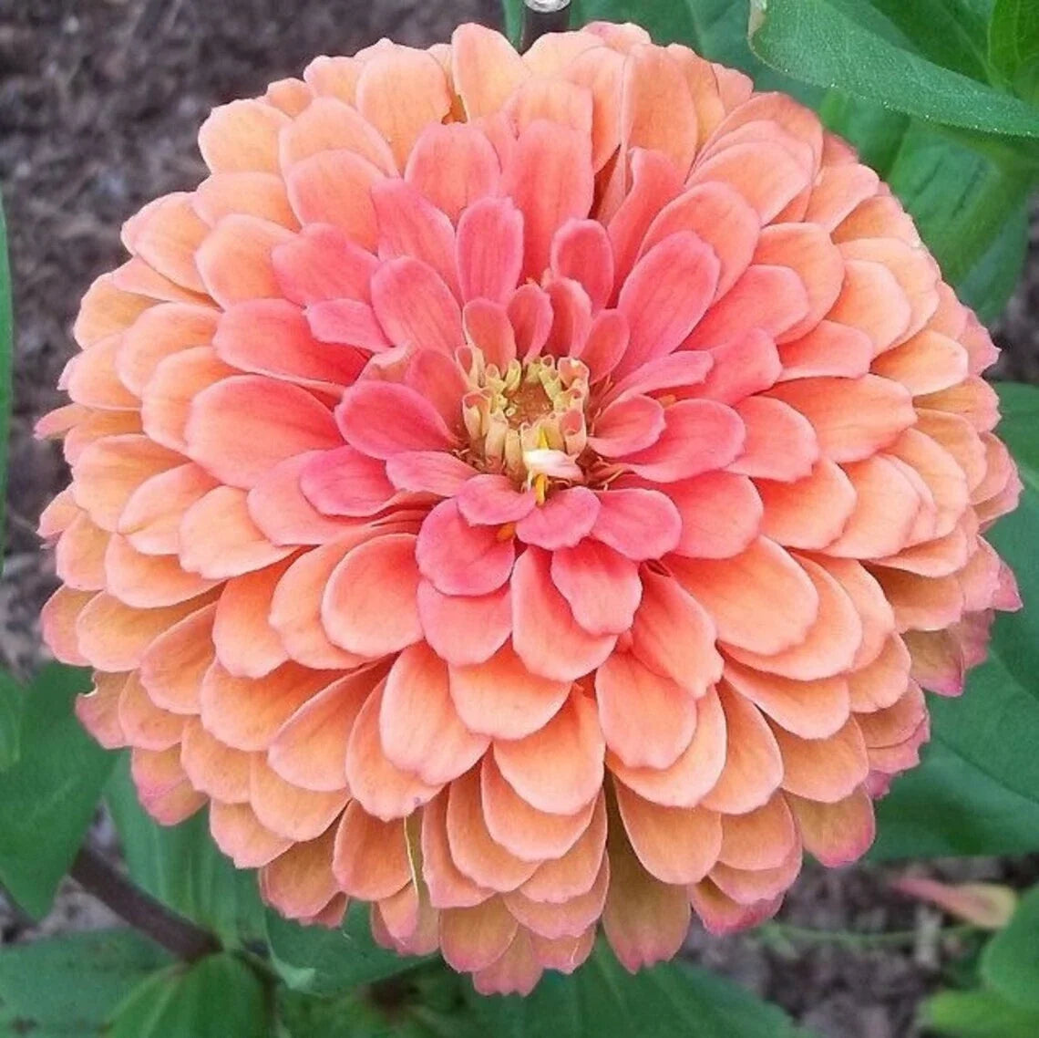 Salmon Rose Dahlia Seeds | Perennial Flowering Blooms | Dahlia pinnata | Garden Flower Seeds for Borders & Containers