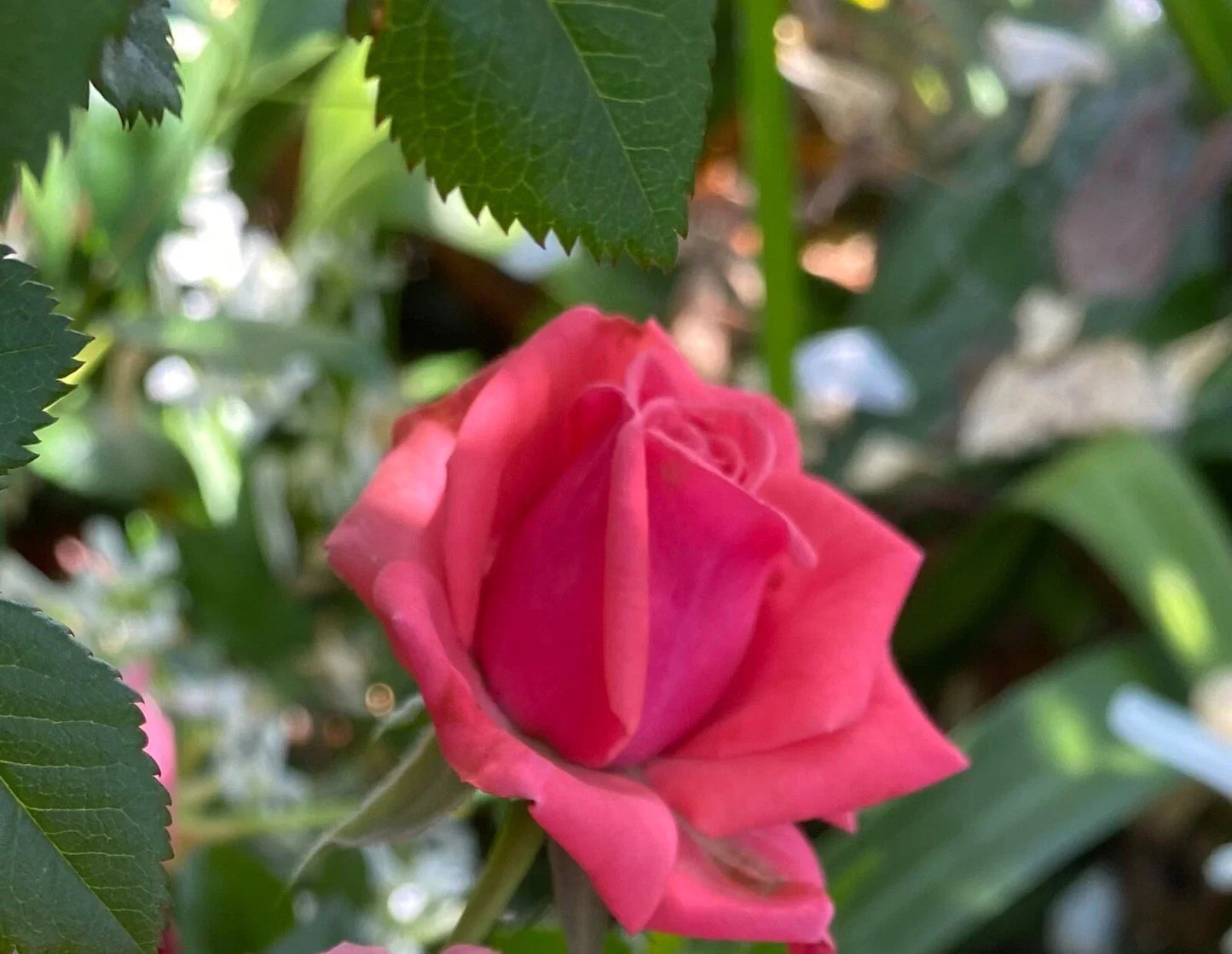 Pink Rose Cuttings 3 Pack Organic Rosa spp. Fragrant Blooms