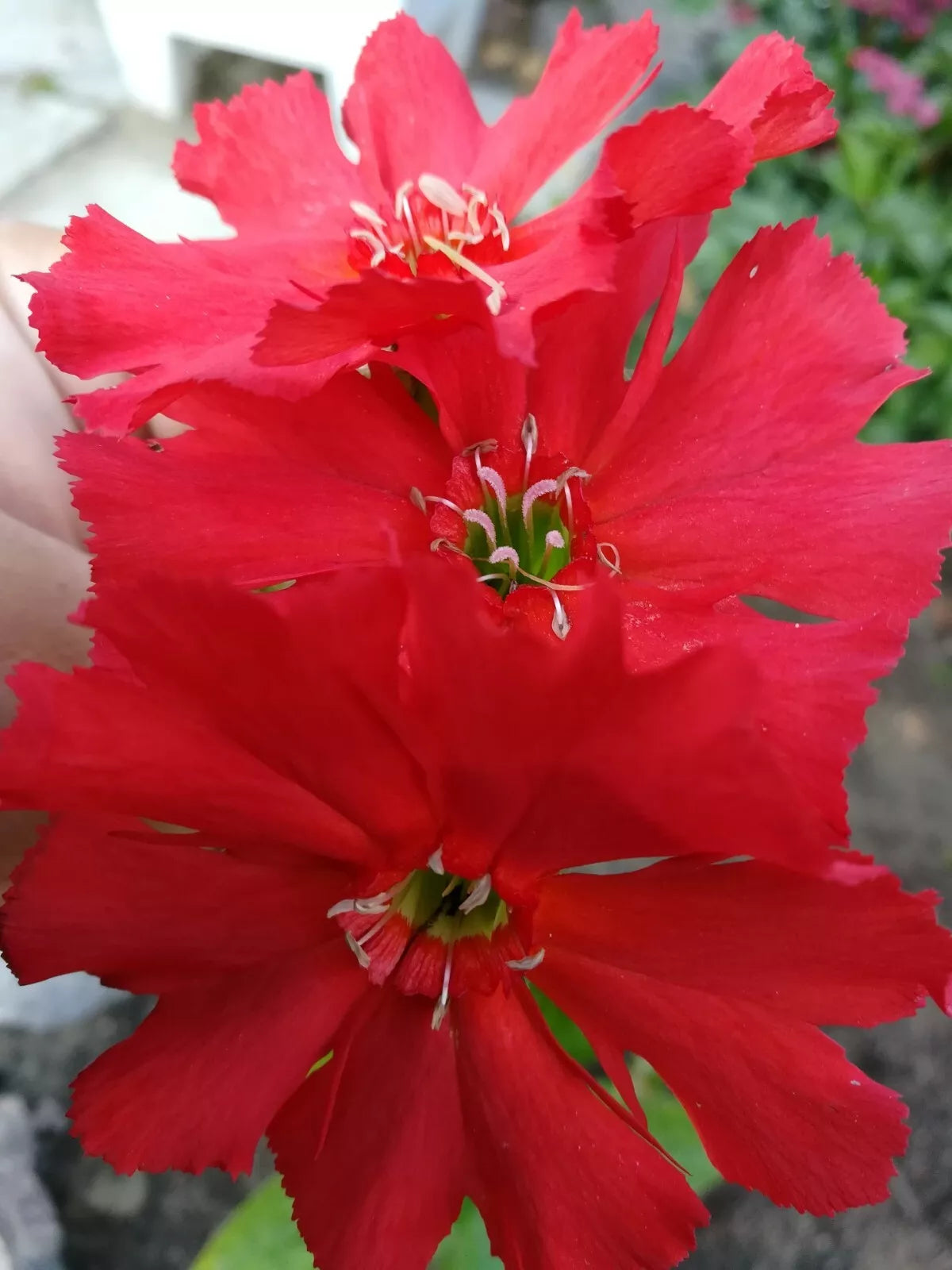 Lychnis Arkwrightii Vesuvius Scarlet Seeds – 50 Rare Perennial Flower Seeds with Dark Leaves for Borders & Gardens