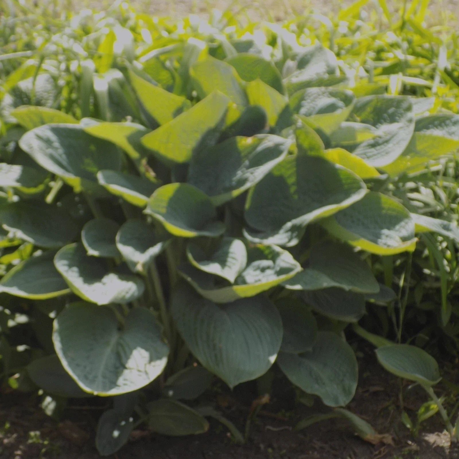 Giant Hosta Plant - Powder Blue Foliage - Fast-Growing Perennial - Hosta 'Powder Blue' in 1-Gallon Pot
