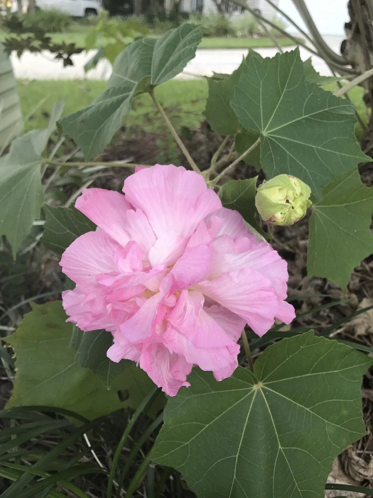 Double Pink Confederate Rose Seeds - 100+ Fresh Hibiscus mutabilis Seeds for Hardy Perennial Flowers