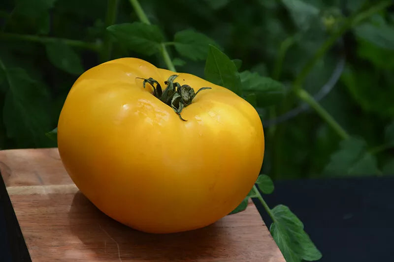 Tomato Seeds Set of 40+ Chef's Choice Yellow Solanum lycopersicum Slicer Variety for Home Gardening