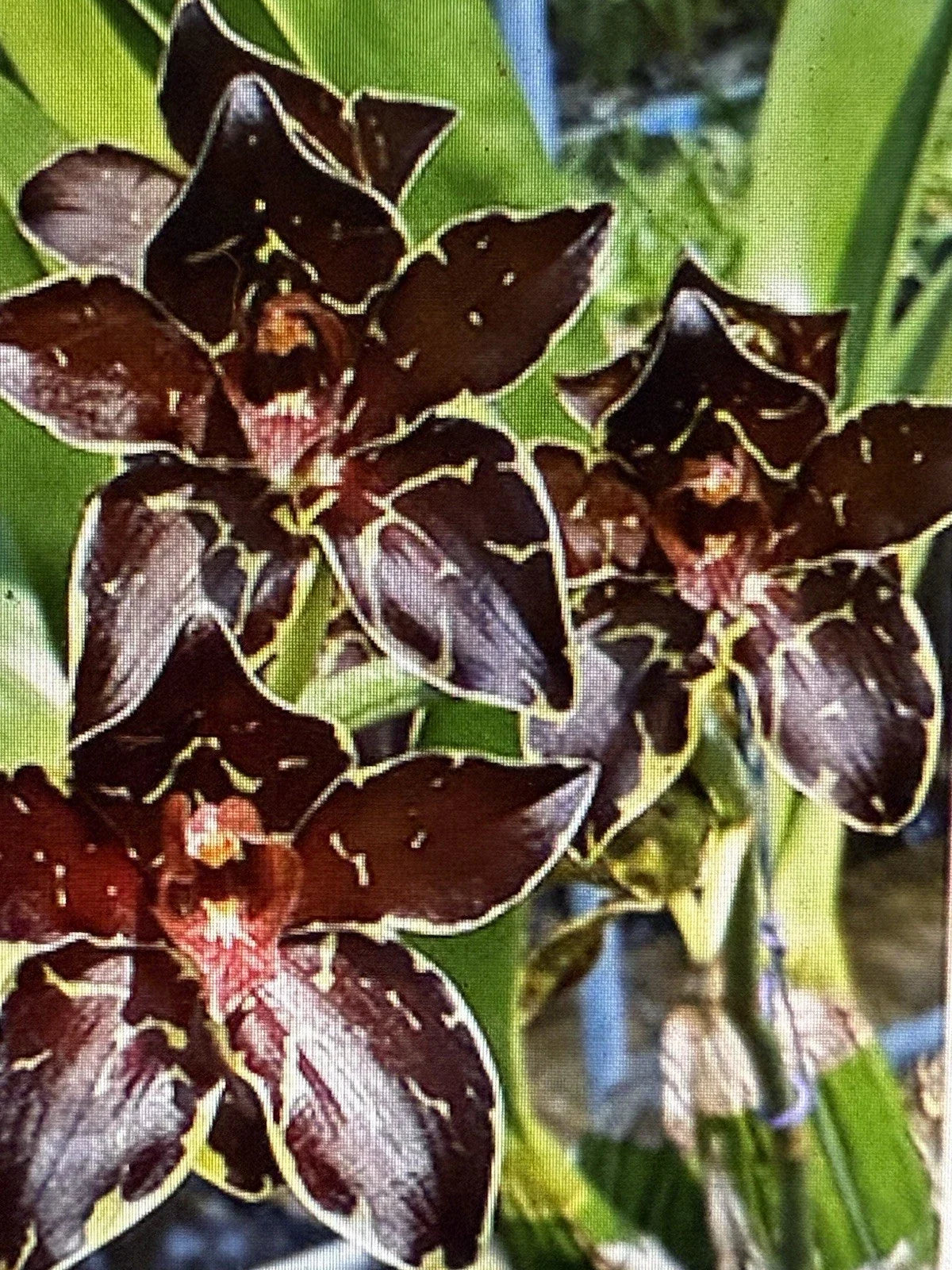Small Bare Root Orchid Bulb - Phalaenopsis Orchid - Indoor Garden Plant - Vibrant Fragrant Flowers