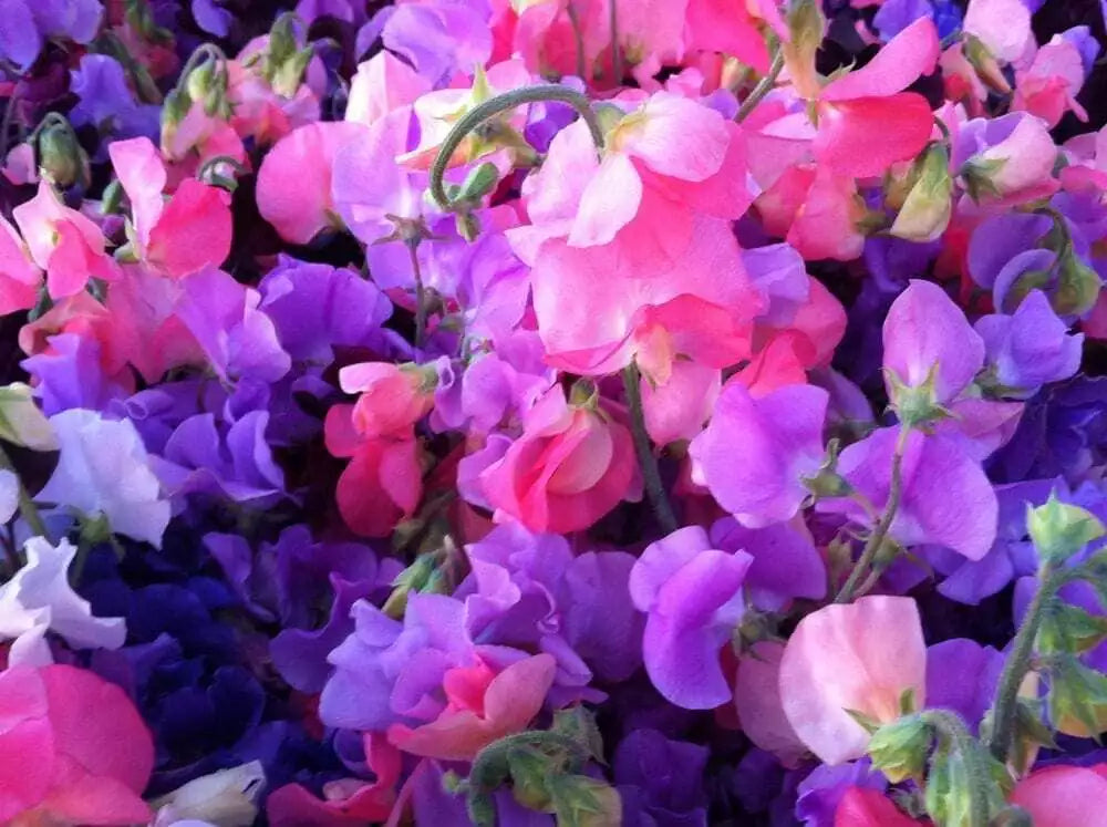 Sweet Pea Seeds - 25 Ct Royal Mix - Aromatic Annual Flower - Lathyrus odoratus