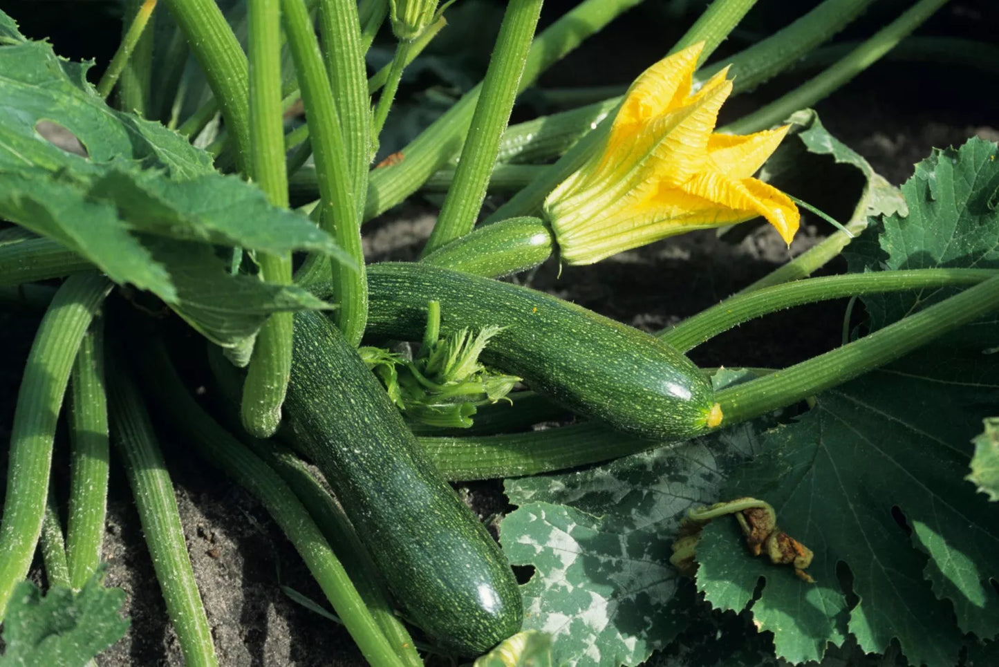 Black Beauty Zucchini Seeds - Non-GMO Heirloom Summer Squash for Organic Gardening
