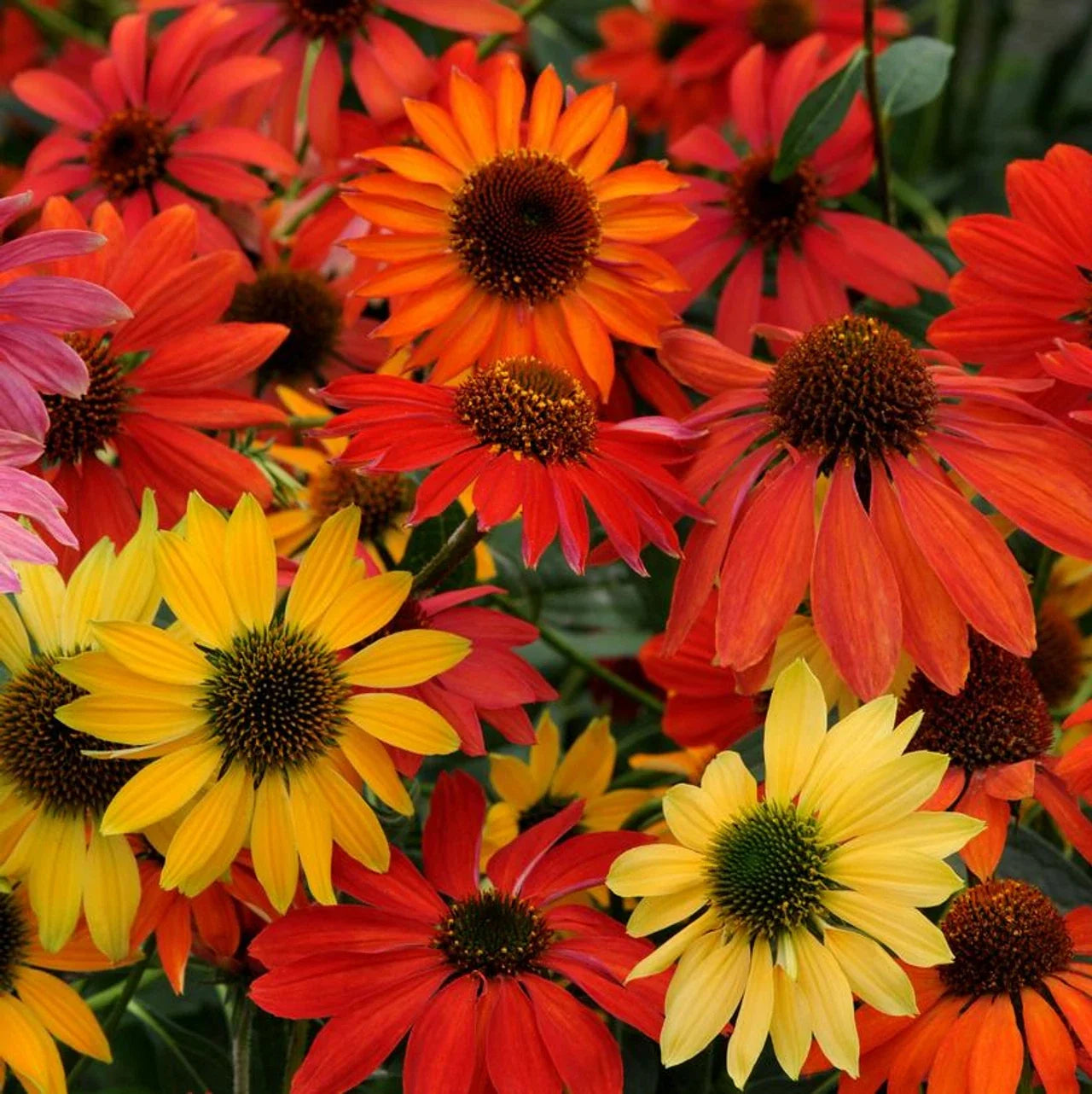 Cheyene Spirit Coneflower Seeds - Echinacea purpurea - Perennial Purple Flower Seeds for Garden, Wildflower, Pollinator Attracting