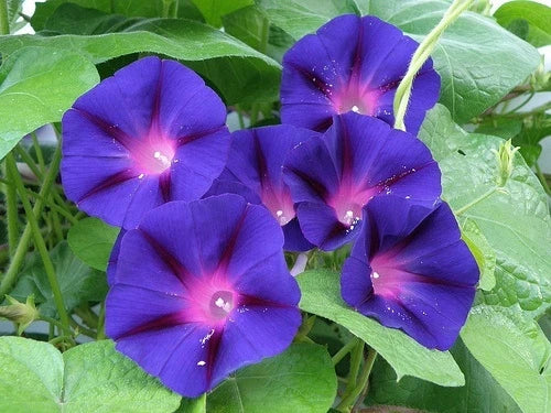 Grandpa Ott Morning Glory Seeds - Vibrant Purple Climbing Vines - Ipomoea purpurea Seed Packet for Garden, Trellises & Fences