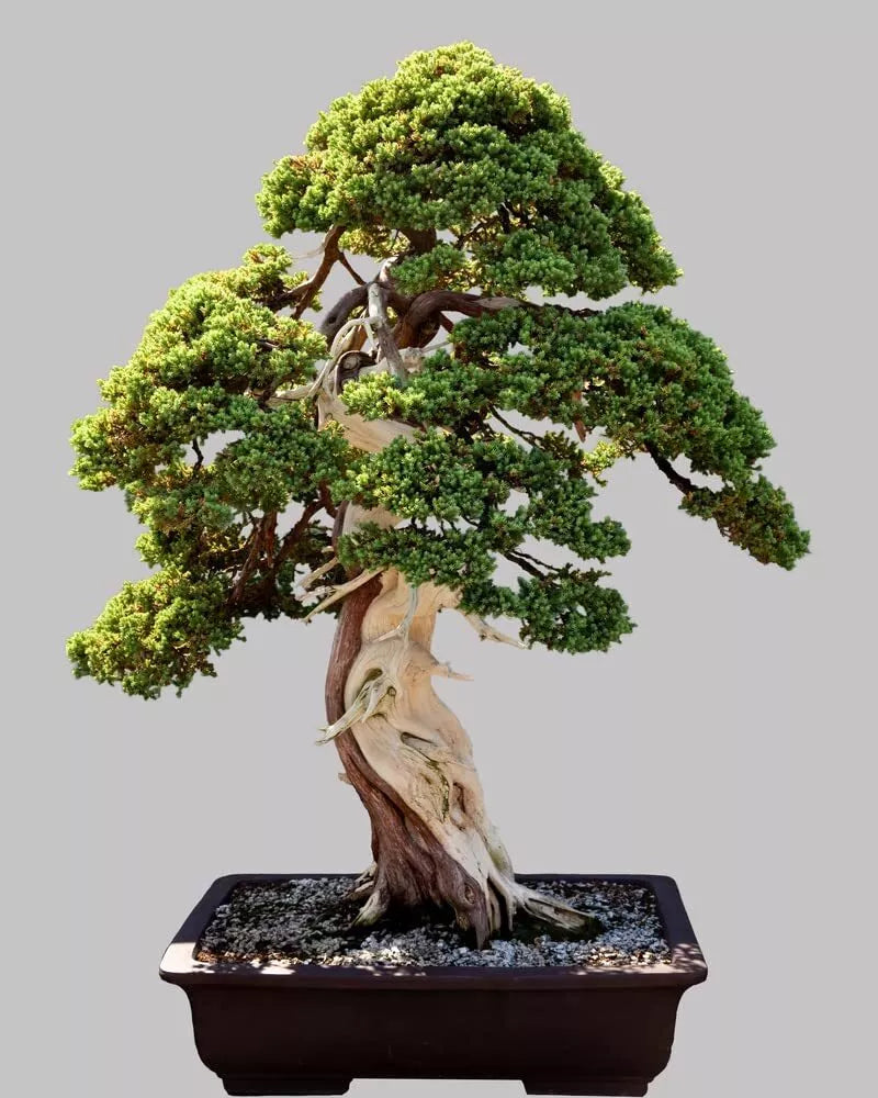 Norway Spruce Bonsai Tree Seeds - 30 Seeds - Evergreen Conifer - Picea abies for Garden & Bonsai Cultivation